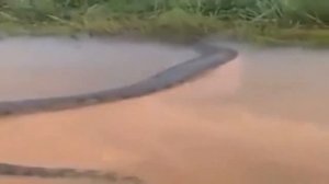 10 Гигантских Монстров Снятых на Камеру