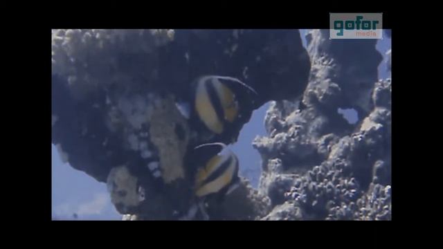 Diving in Marsa alam 2012 смотреть онлайн