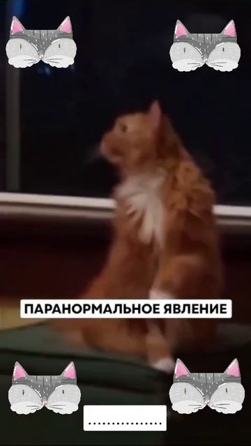 Паронормальное