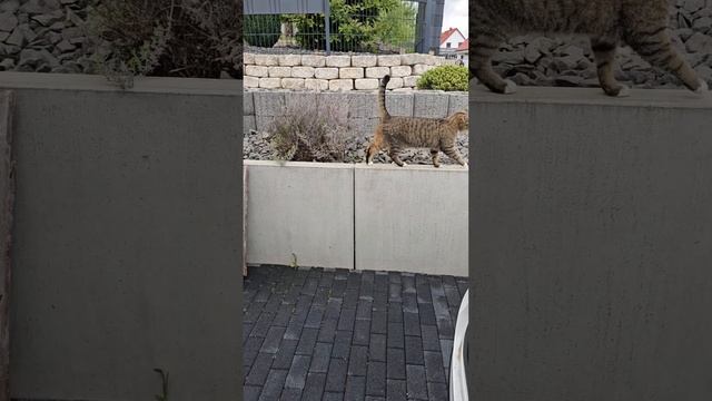 So haben die Katzen auf ihre kleine Schwester reagiert смотреть онлайн