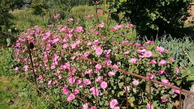 Дачные цветы смотреть онлайн