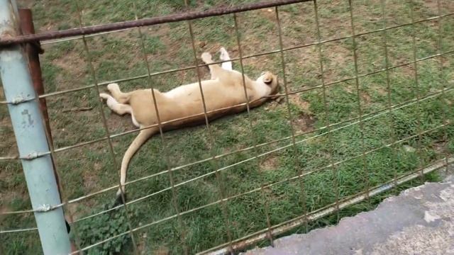 Quito lugar interminable Zoológico. Albert Oleaga. Ecuador смотреть онлайн