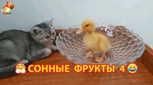 Сонные фрукты 4 ❣️😍🤗