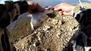 Река поклёвок,открыли сезон на донки,густера,лещ.