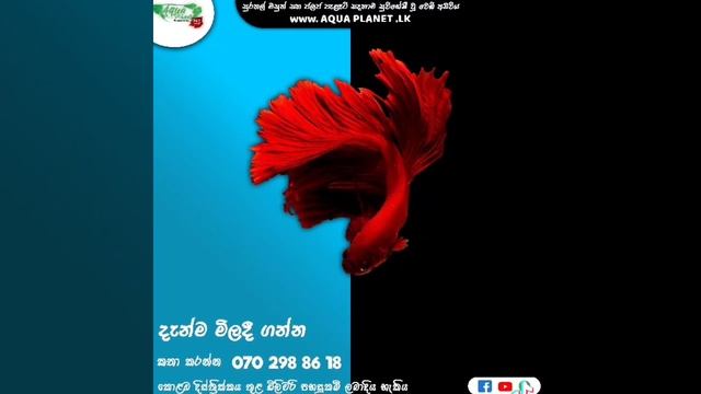 AQUA PLANET is Online Aquarium Shop in Sri Lanka. Grab your opportunity thorough aquaplanet.lk