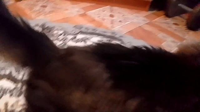 Кот Марс ругается и бегает. Что-то требует. смотреть онлайн