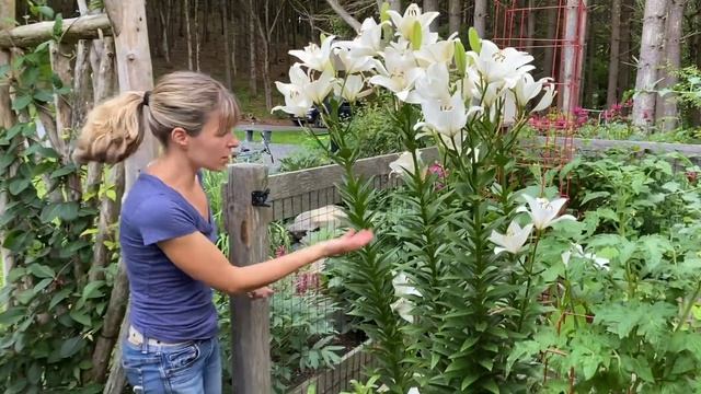 The Hard Truth About Asiatic & Tree Lilies! // Zone 5 Gardening смотреть онлайн