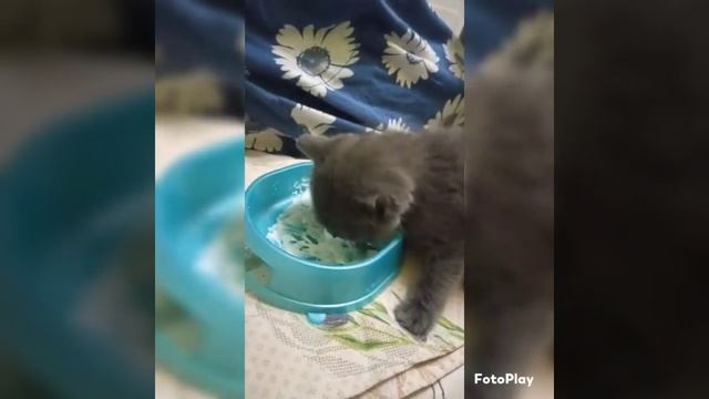 Сержанту Пушистому 5 недель смотреть онлайн