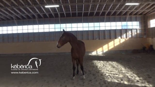 Jetset de Keberica смотреть онлайн