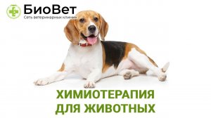 Химиотерапия для животных