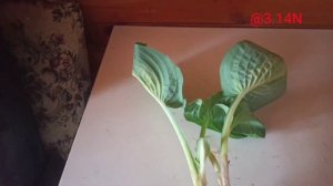 ☘️хоста Ooh La La в Wow #petrnovar #запорожье #hosta #OohLaLa#репортаж#хоста