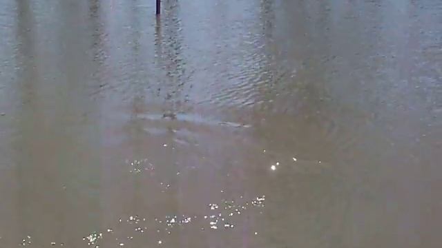 11 lb, 32 inch Channel Catfish смотреть онлайн