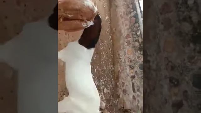 Sojat kid for sale approx weight 25-30 kg @12500 final. смотреть онлайн