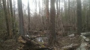 Встреча с медведем. Попытка подружиться с Михалычем.