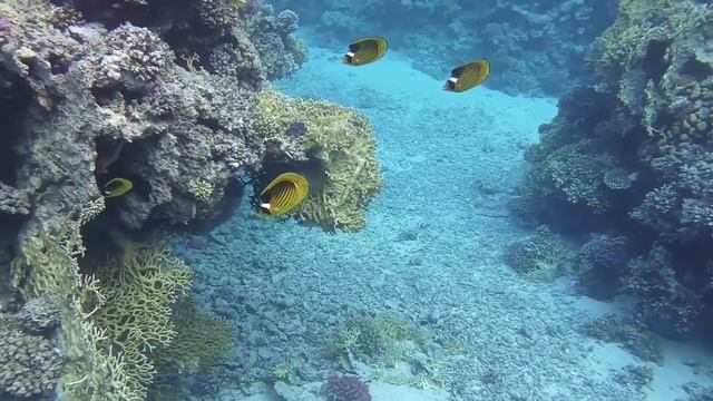 Marsa Alam Ägypten Dezember 2015 смотреть онлайн