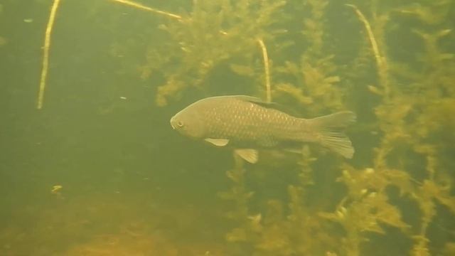 Каралат 02.06.13 смотреть онлайн