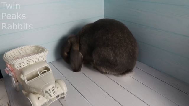 Кролик Клайд бекстейдж смотреть онлайн