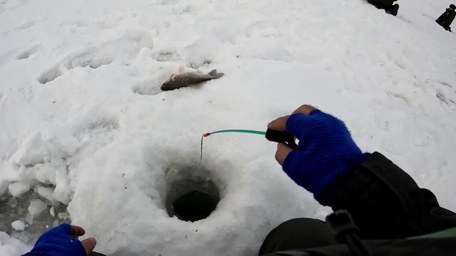 Рыболовный фестиваль СИБИРСКИЙ РЫБОЛОВ-2023 на озере Чаны. ЛОВЛЯ КАПРИЗНОГО КАРАСЯ ЗИМОЙ. ГЛУХОЗИМЬЕ смотреть онлайн