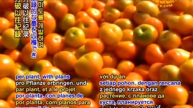 SAVE OUR PLANET - Nepali farm develops disease resistant tomatoes