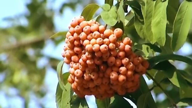 Лина Гареева - Миляш смотреть онлайн