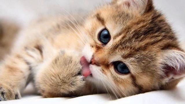 The most Beautiful unique song on the planet. Adorable! смотреть онлайн