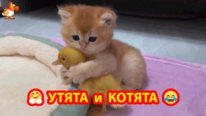 Три Утенка и два Котенка ❣️🤗😍 Милые пушистики 😂
