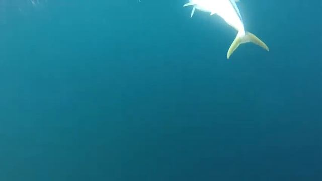 Fun on the Demo STACER 659 OCEANRANGER John gets his first Kingfish смотреть онлайн