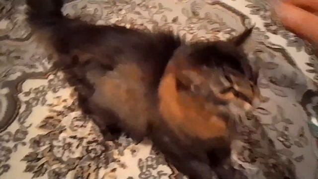 Кот Марс. Боевой клич и бой без правил в открытую. смотреть онлайн