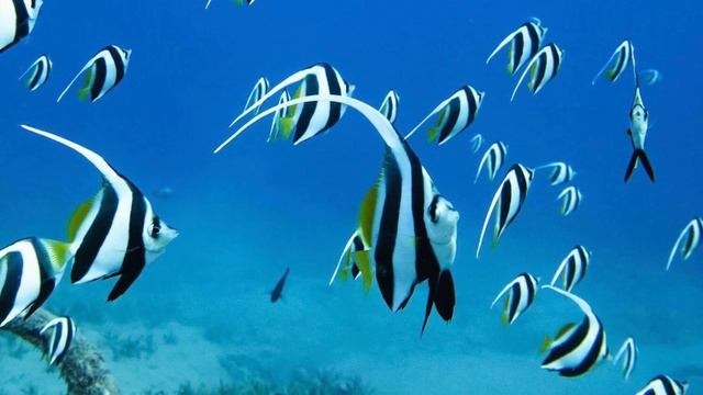 Abu Dabbab Bay Marsa Alam Red Sea Egypt смотреть онлайн