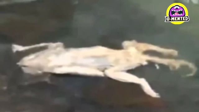 7 самых странных существ, появившихся на планете смотреть онлайн