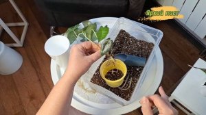 АЛОКАЗИЯ: перевод детки на фитильный полив