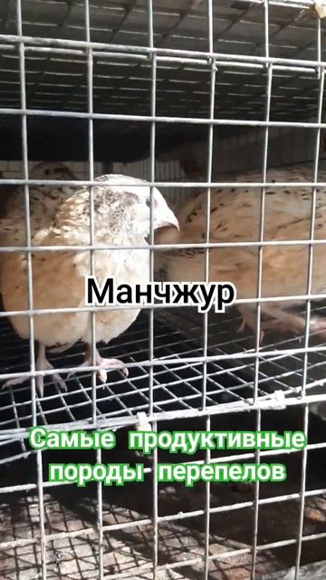 Самые продуктивные породы перепелов на нашем Подворье #подворье #перепела #перепел #перепелки