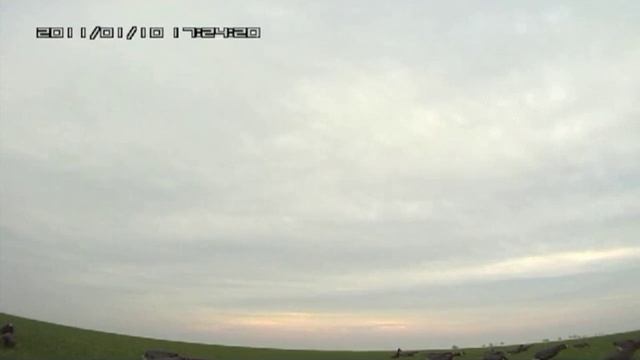 Охота на гусей ( налетела парочка ) смотреть онлайн