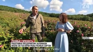Репортаж от телеканала "Крым 24" про нашу ароматную эфиромасличную розу