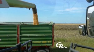 CLAAS Lexion 6700 kukorica ürítés a pilóta szemszögéből [SOUND]