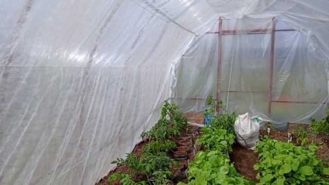 ВЫСАЖИВАЮ ТОМАТЫ В ОДИН РЯД! ДЕЛЮСЬ ОПЫТОМ! смотреть онлайн