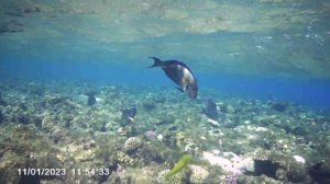 Sataya Resort Marsa Alam