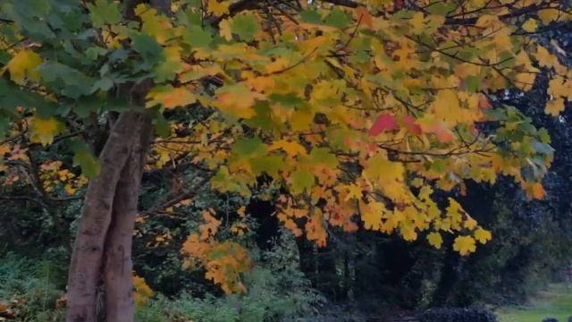 ♎ ВЕСЫ - Гороскоп на НОЯБРЬ 2019 смотреть онлайн