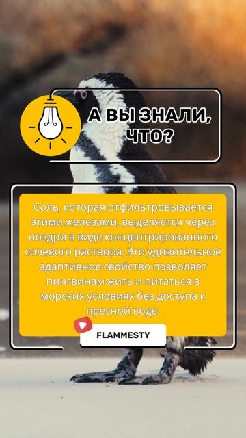 Пингвины: как они пьют морскую воду благодаря солевым железам смотреть онлайн