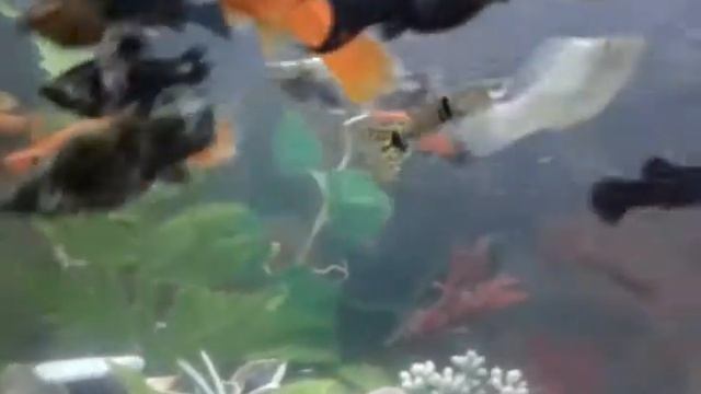 Аквариум vuqars farm смотреть онлайн