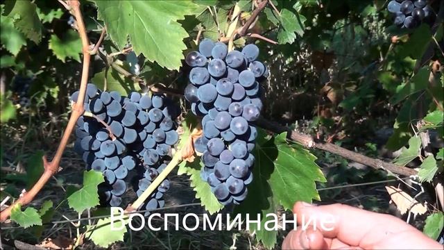 Воспоминание смотреть онлайн