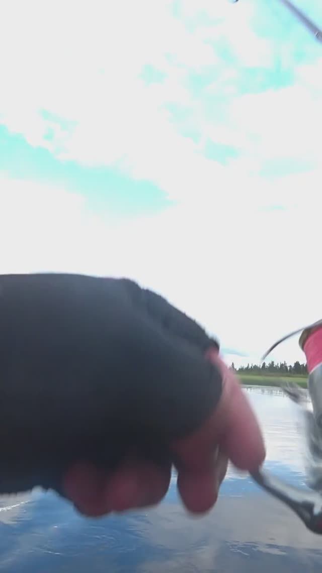 Кольский. Малые реки. Хариус на спиннинг.  #shorts  #fishing  #хариус #кольский