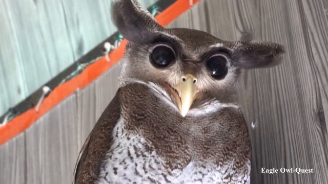Eagle Owl (Prince) trying to communicate with me フクロウ ワシミミズク сова сыч филин 雕鸮 猫头鹰 올빼미목 Burung Hant