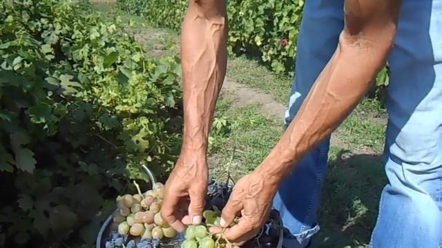 Виноград Байрактар смотреть онлайн