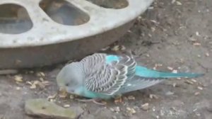 Попугай Кеша и Вовка!!!