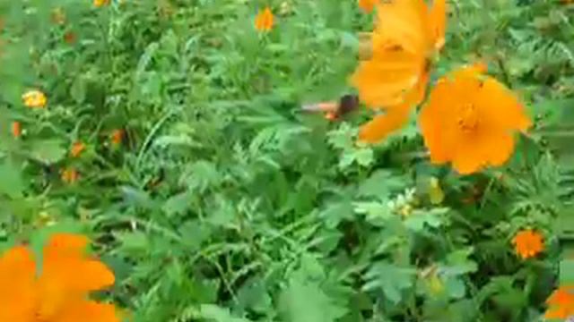 Bee on Cosmos смотреть онлайн