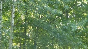 КроуХантинг августа+фуршет у Плутона