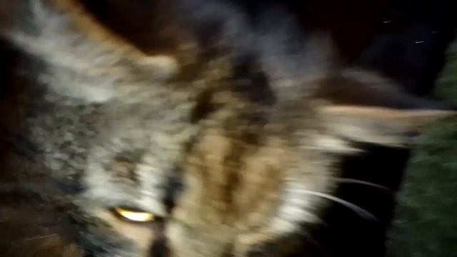 Кот Марс. Прятки, ворчалки. Бой без перчаток. смотреть онлайн