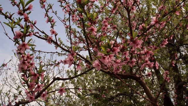 Аудиокнига: Хроники системы. Автор: Павел Семенов.