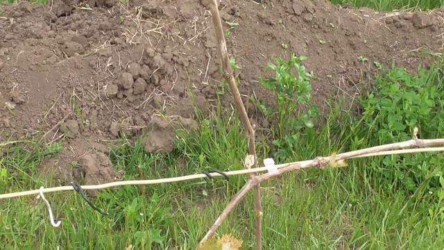 Не залишайте без укриття виноград: окремі лози та морозостійкість